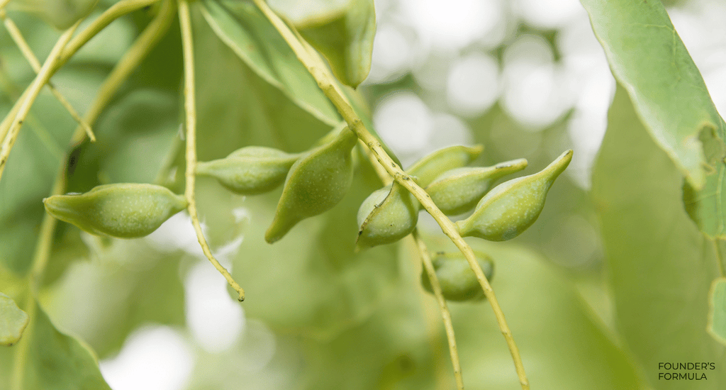 The power of Kakadu Plum in skincare