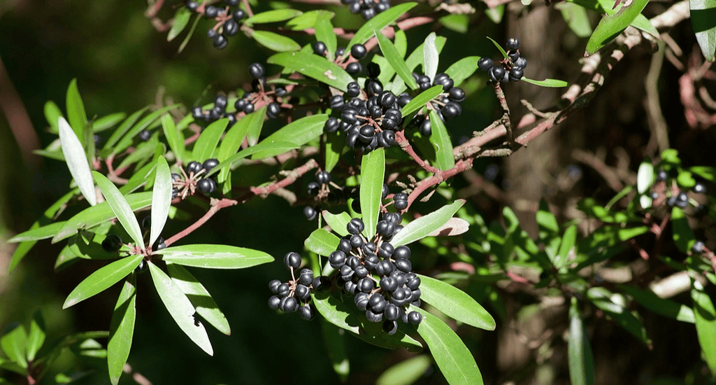 Tasmanian Mountain Pepper Berry: Nature’s Skincare Antioxidant