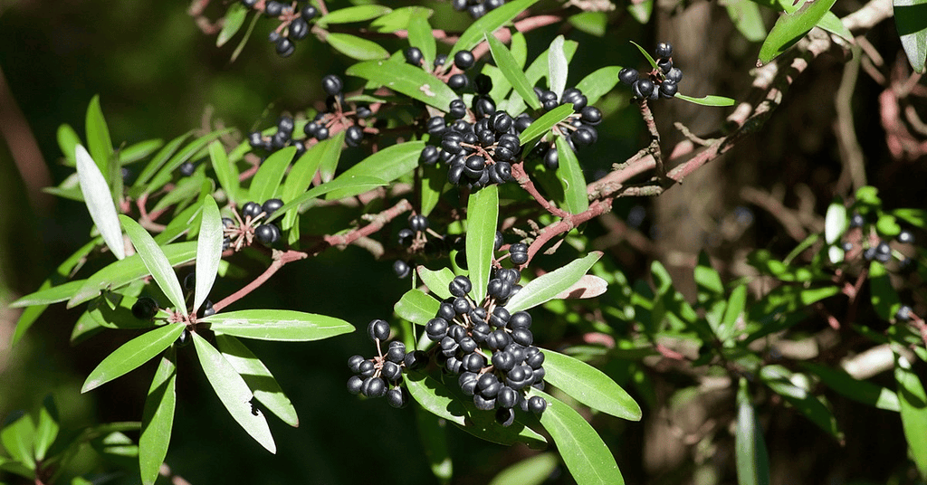 Australian Tasmanian Pepper Berry